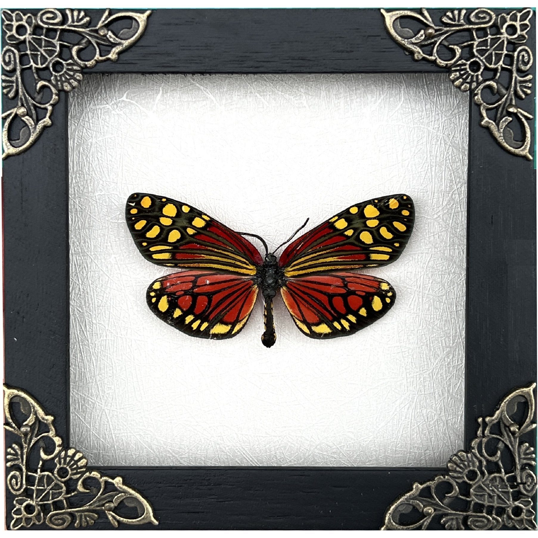 Real Framed Butterfly Handmade Shadow Box Vietnam Insect White Wood Frames Taxidermy Taxadermy Wall Art Decoration Artwork - Vinacreations