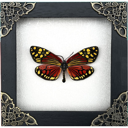 Real Framed Butterfly Handmade Shadow Box Vietnam Insect White Wood Frames Taxidermy Taxadermy Wall Art Decoration Artwork - Vinacreations