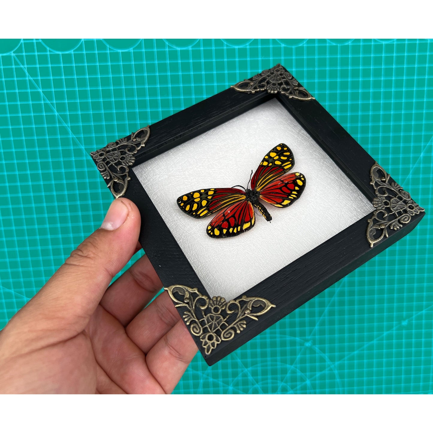 Real Framed Butterfly Handmade Shadow Box Vietnam Insect White Wood Frames Taxidermy Taxadermy Wall Art Decoration Artwork - Vinacreations