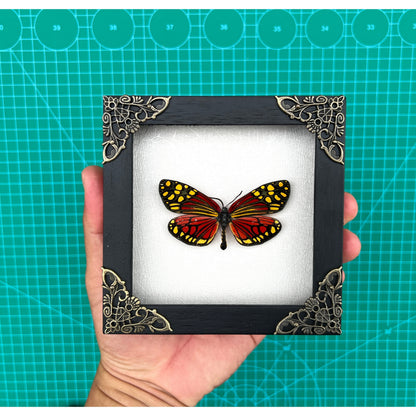 Real Framed Butterfly Handmade Shadow Box Vietnam Insect White Wood Frames Taxidermy Taxadermy Wall Art Decoration Artwork - Vinacreations
