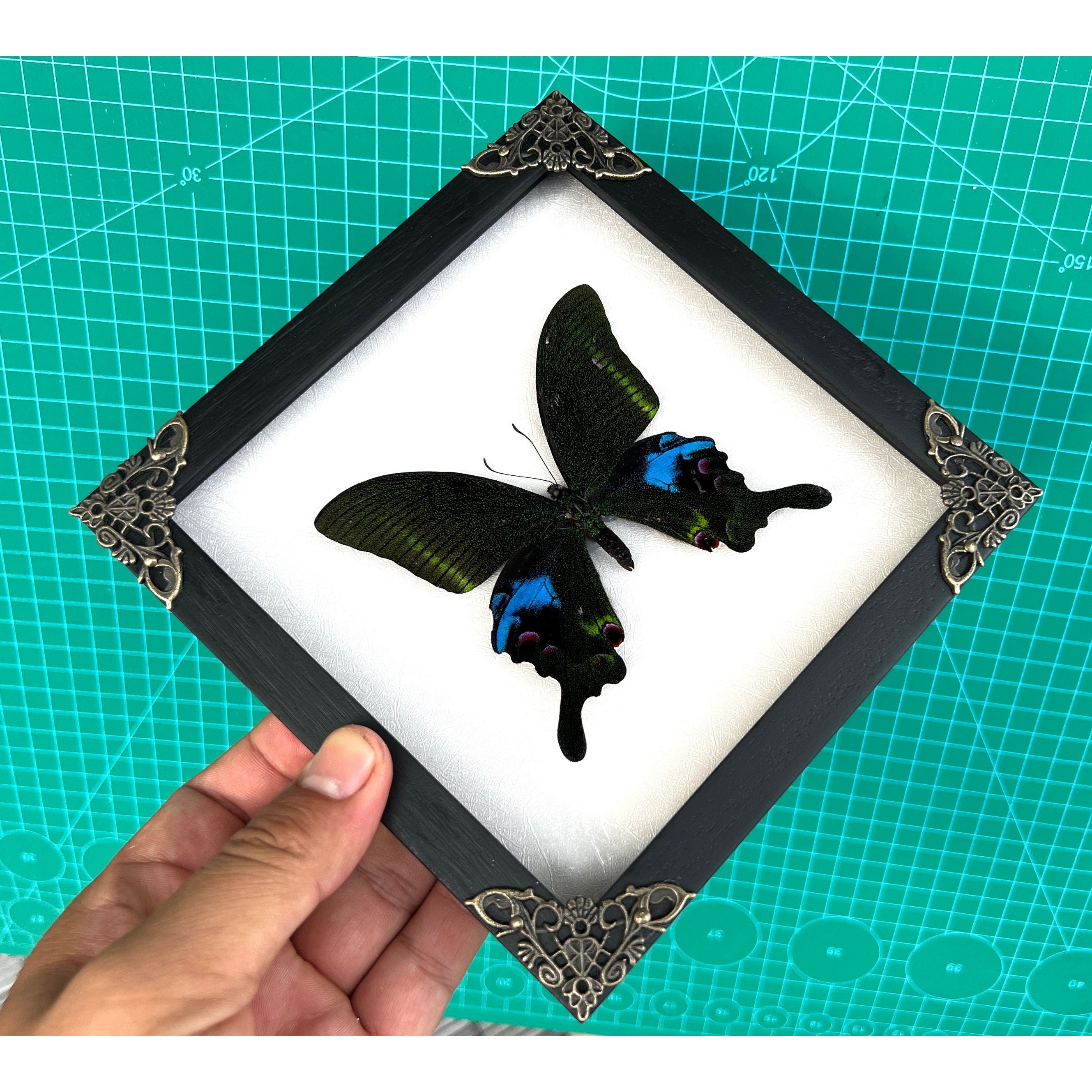 Real Framed Butterfly Moth Dead Insect Shadow Box Taxidermy Specimen Oddity Curiosities Tabletop Wall Art Hanging Collection Home Decor Living Gallery K16-15-TR - Vinacreations