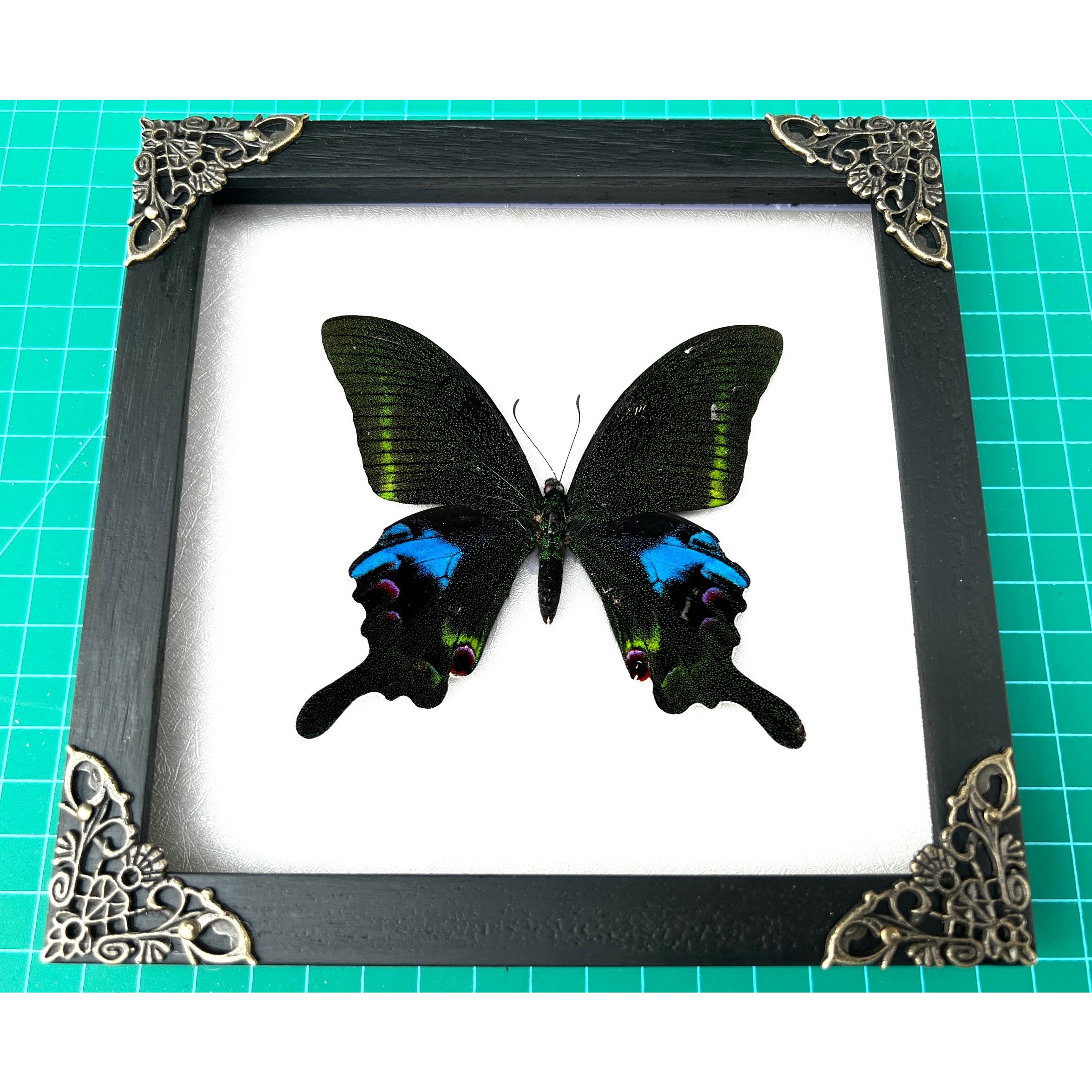 Real Framed Butterfly Moth Dead Insect Shadow Box Taxidermy Specimen Oddity Curiosities Tabletop Wall Art Hanging Collection Home Decor Living Gallery K16-15-TR - Vinacreations