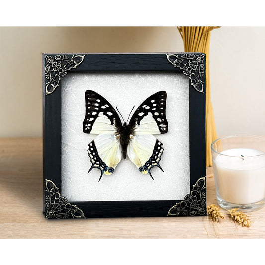 Real Framed Butterfly White Wooden Frame Shadow Box Dried Great Nawab Insect Taxidermy Taxadermy Specimen Display Wall Art Hanging Home Decor - Vinacreations