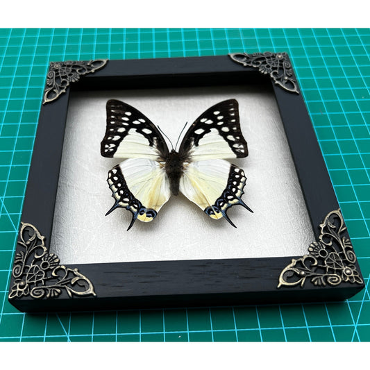 Real Framed Butterfly White Wooden Frame Shadow Box Dried Great Nawab Insect Taxidermy Taxadermy Specimen Display Wall Art Hanging Home Decor - Vinacreations
