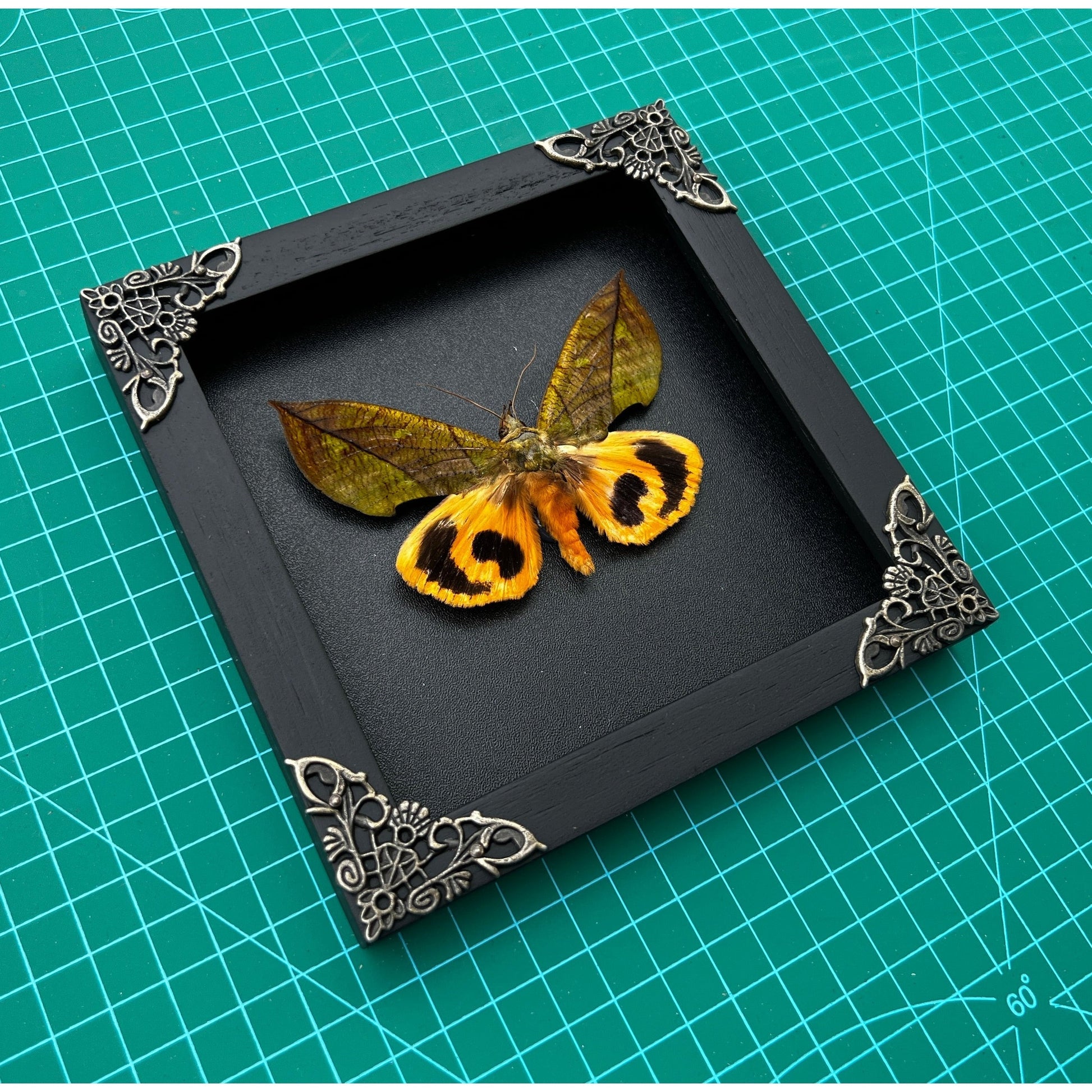 Real Framed Butterfly Wood Shadow Box Taxidermy Insect - Eudocima - Vinacreations