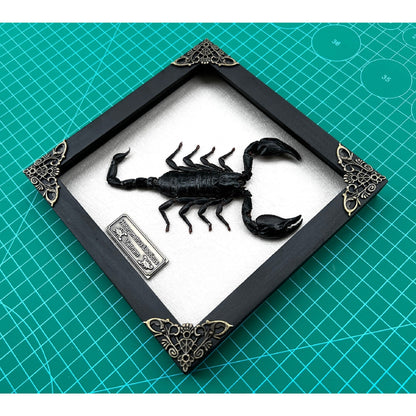 Real Framed Scorpion Shadow Box Dried Insect Taxidermy Bug Oddities Specimen Display Tabletop Wall Art Home Decor Living Hanging Gallery K16-51-TR - Vinacreations