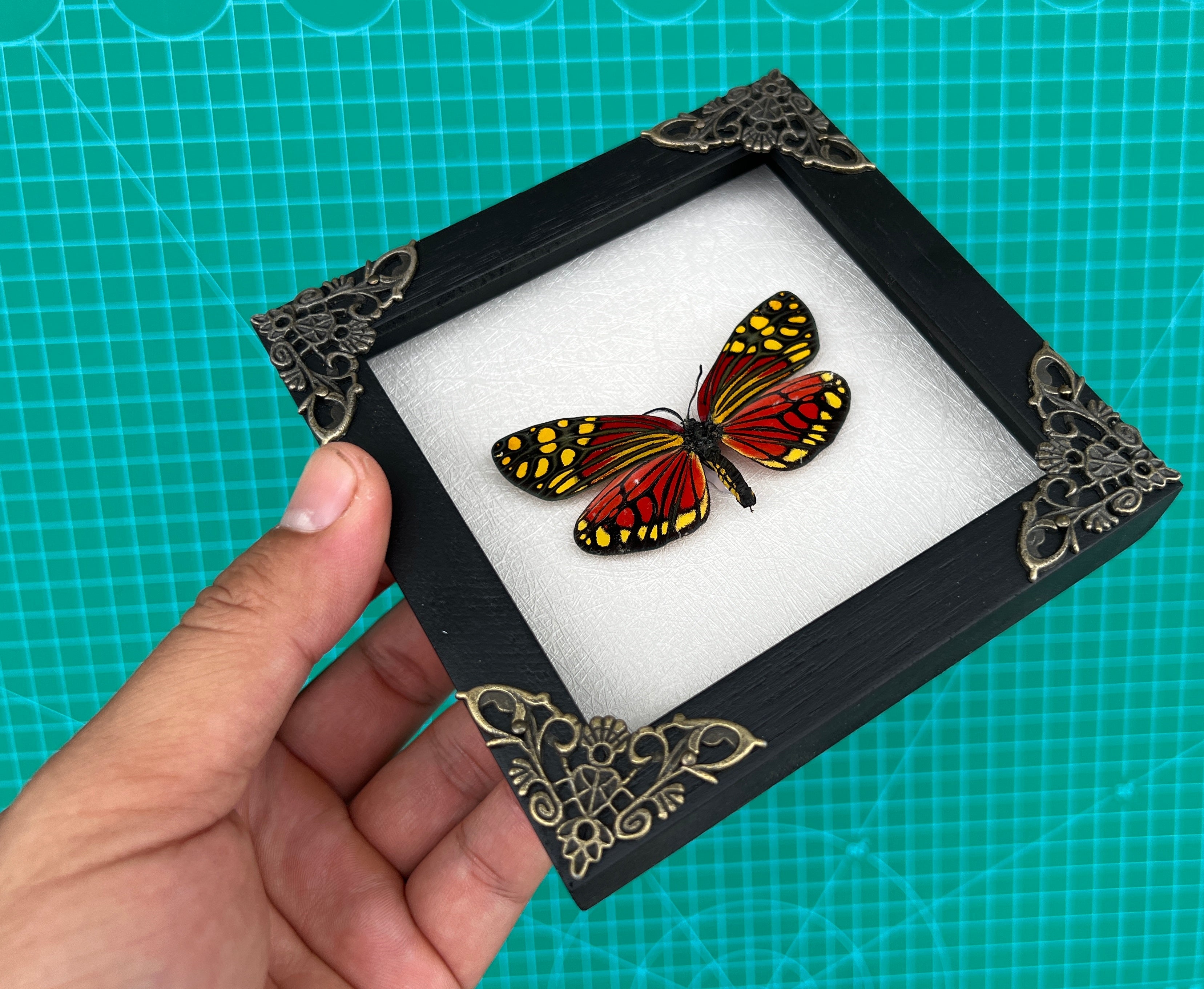 Real Framed Butterfly Insect Shadow Box - Campylotes Histrionicus K12-12-TR