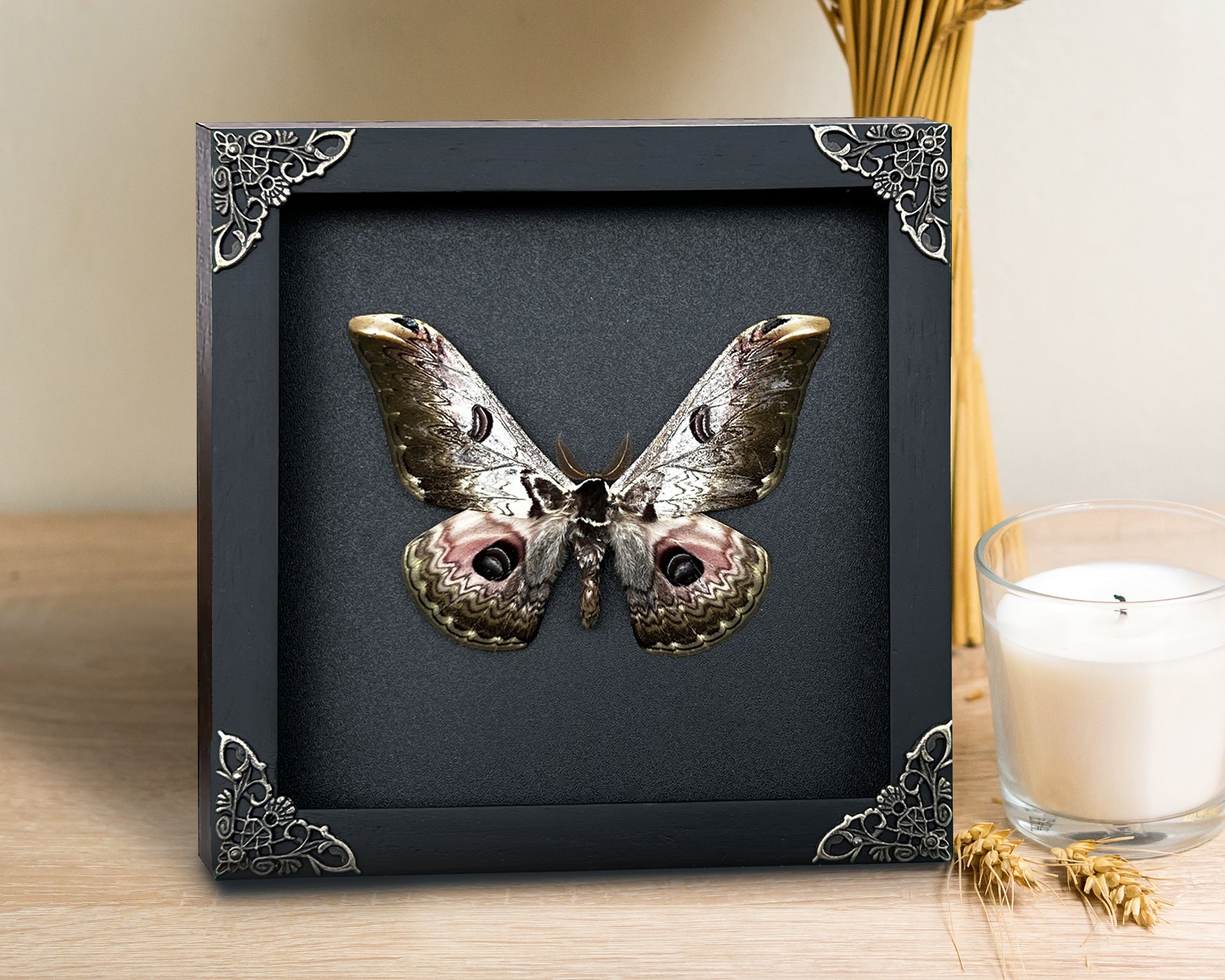 Real Framed Butterfly Dried Insect Shadow Box - Saturnia Zuleika Moth Saturniidae K18-07-DE