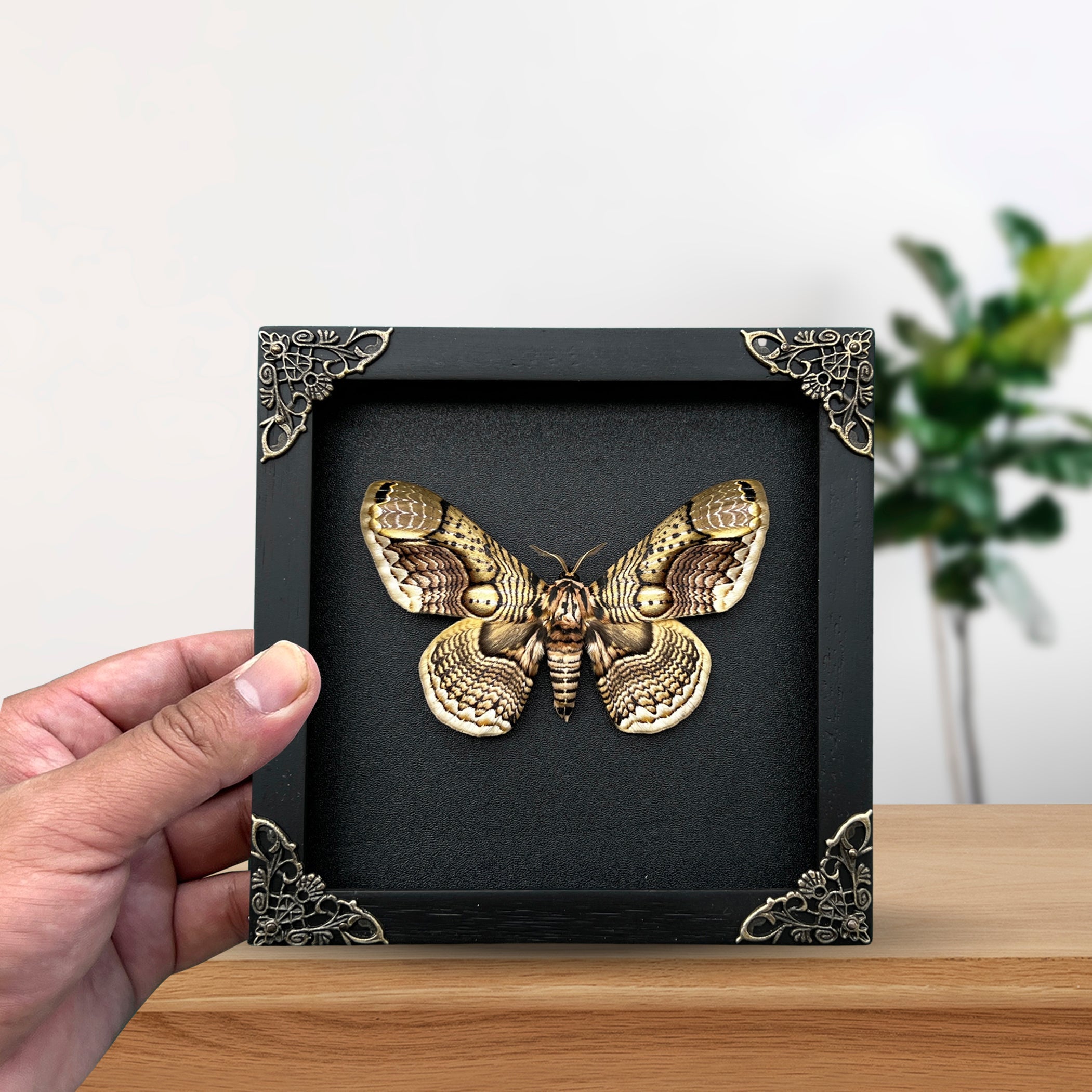 Real Brahmaeidae Moth Wooden Frame Dried Insect Specimens Taxidermy K18-03-DE