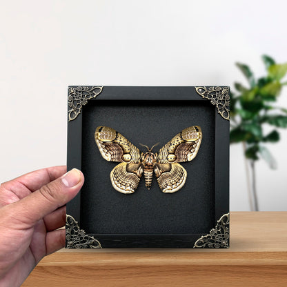 Real Brahmaeidae Moth Wooden Frame Dried Insect Specimens K18-03-DE