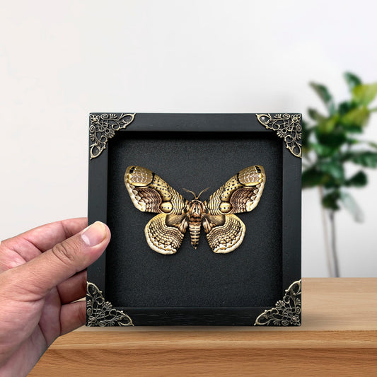 Real Brahmaeidae Moth Wooden Frame Dried Insect Specimens K18-03-DE