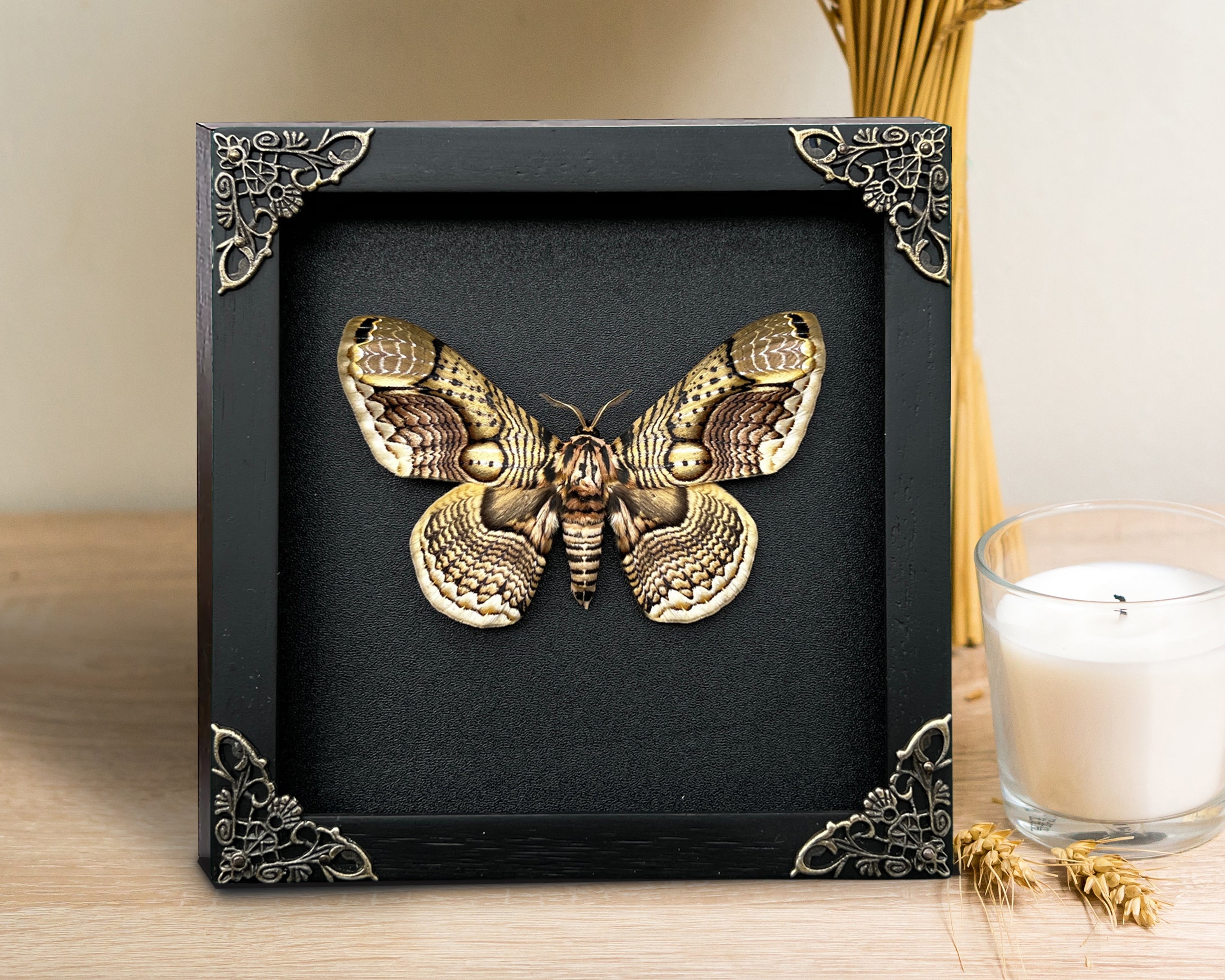 Real Brahmaeidae Moth Wooden Frame Dried Insect Specimens Taxidermy K18-03-DE