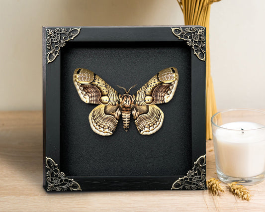 Real Brahmaeidae Moth Wooden Frame Dried Insect Specimens K18-03-DE