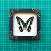 2 Real Butterfly Entomology Wooden Frame Insect Shadow Box Insect