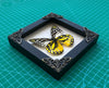 2 Real Butterfly Entomology Wooden Frame Insect Shadow Box Insect