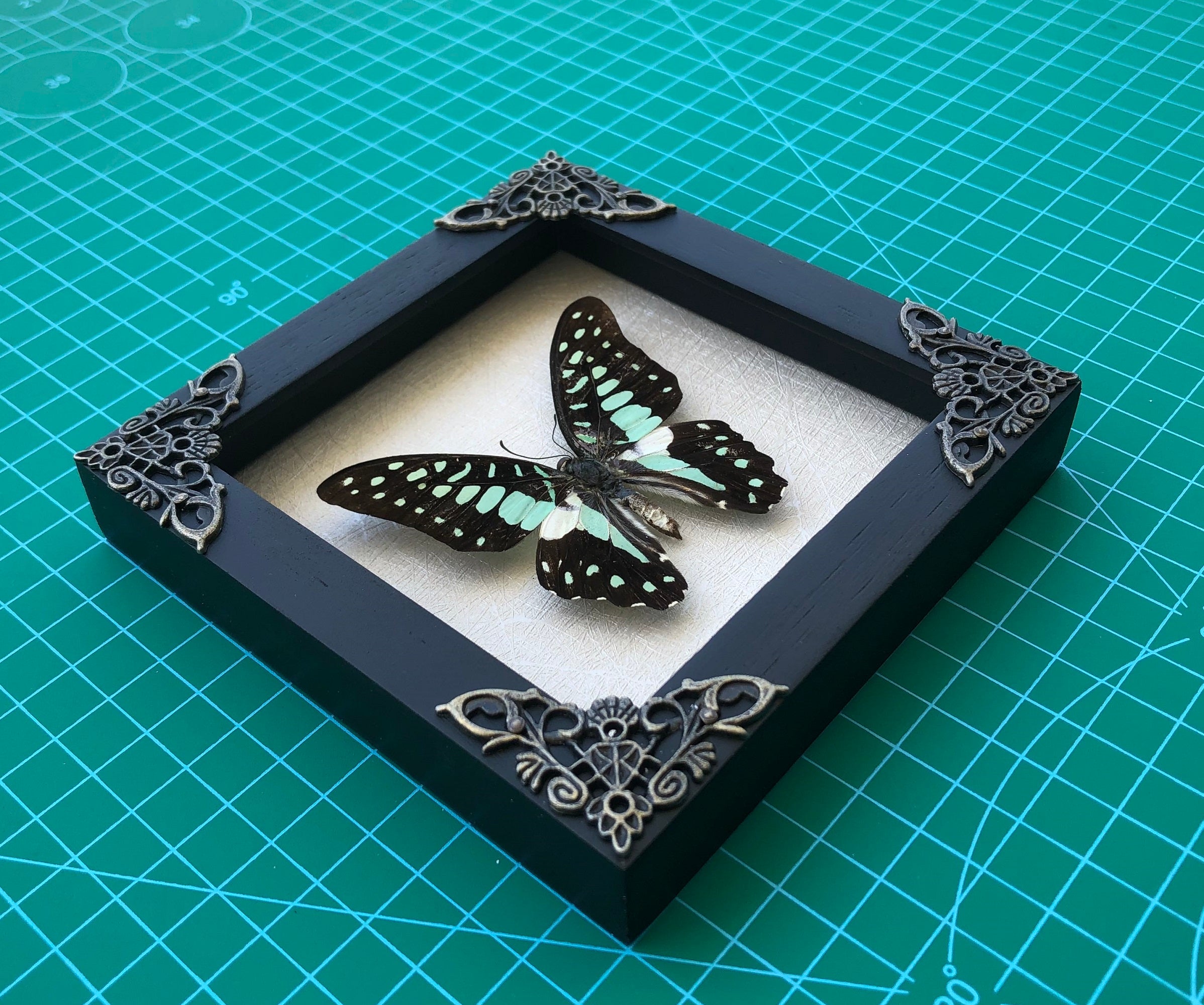 2 Real Butterfly Entomology Wooden Frame Insect Shadow Box Insect