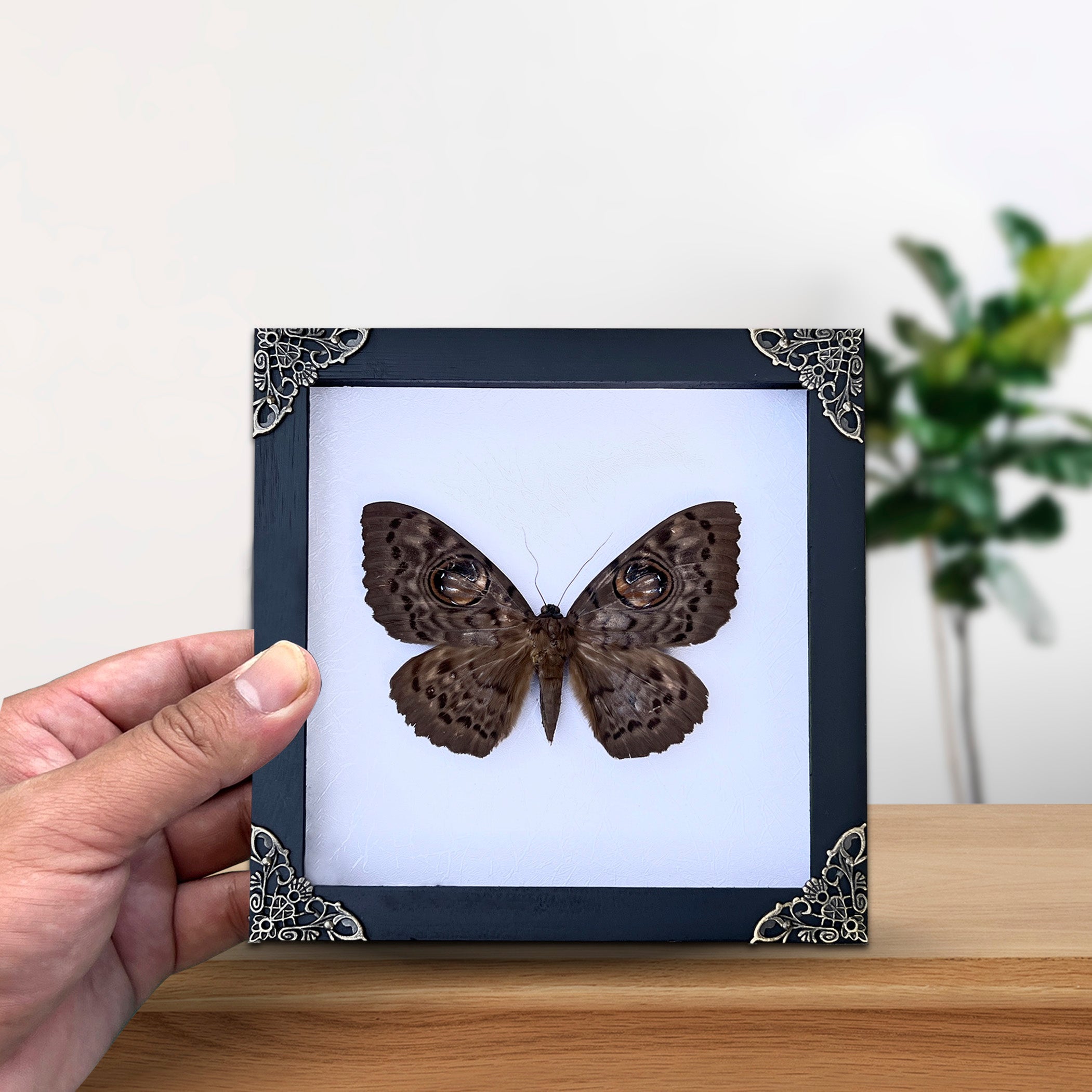 Real Brahmaeidae Moth Wooden White Frame Dried Insect Specimens Taxidermy K18-19-TR