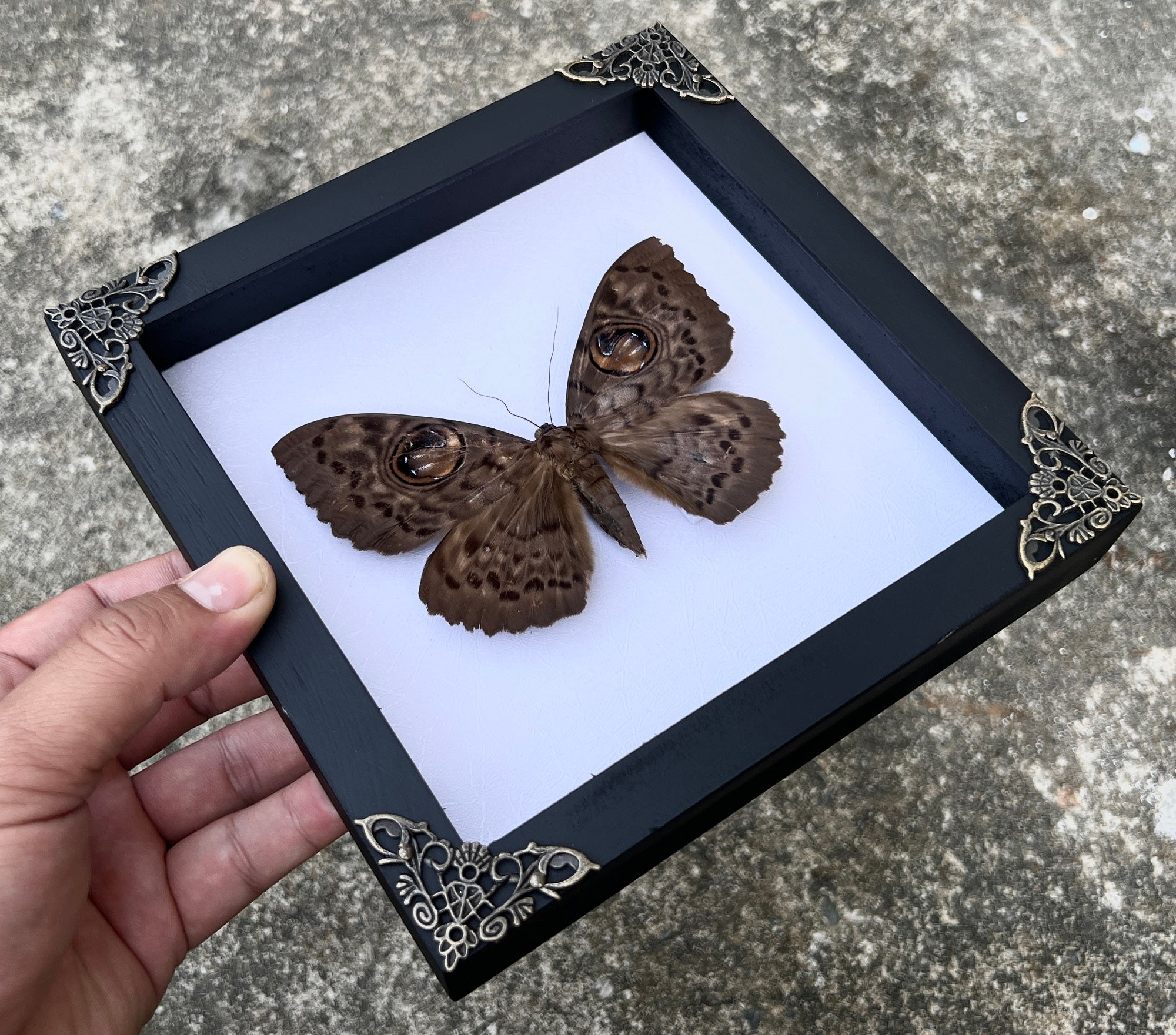 Real Brahmaeidae Moth Wooden White Frame Dried Insect Specimens Taxidermy K18-19-TR