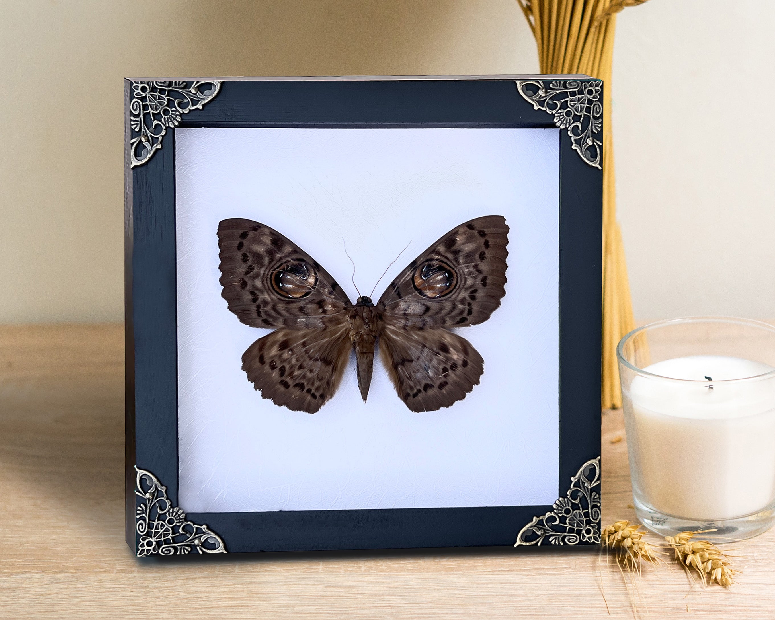 Real Brahmaeidae Moth Wooden White Frame Dried Insect Specimens Taxidermy K18-19-TR