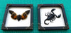 2 Framed Scorpion and Cicada Beetle Shadow Box K16-50TR51TR