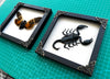 2 Framed Scorpion and Cicada Beetle Shadow Box K16-50TR51TR