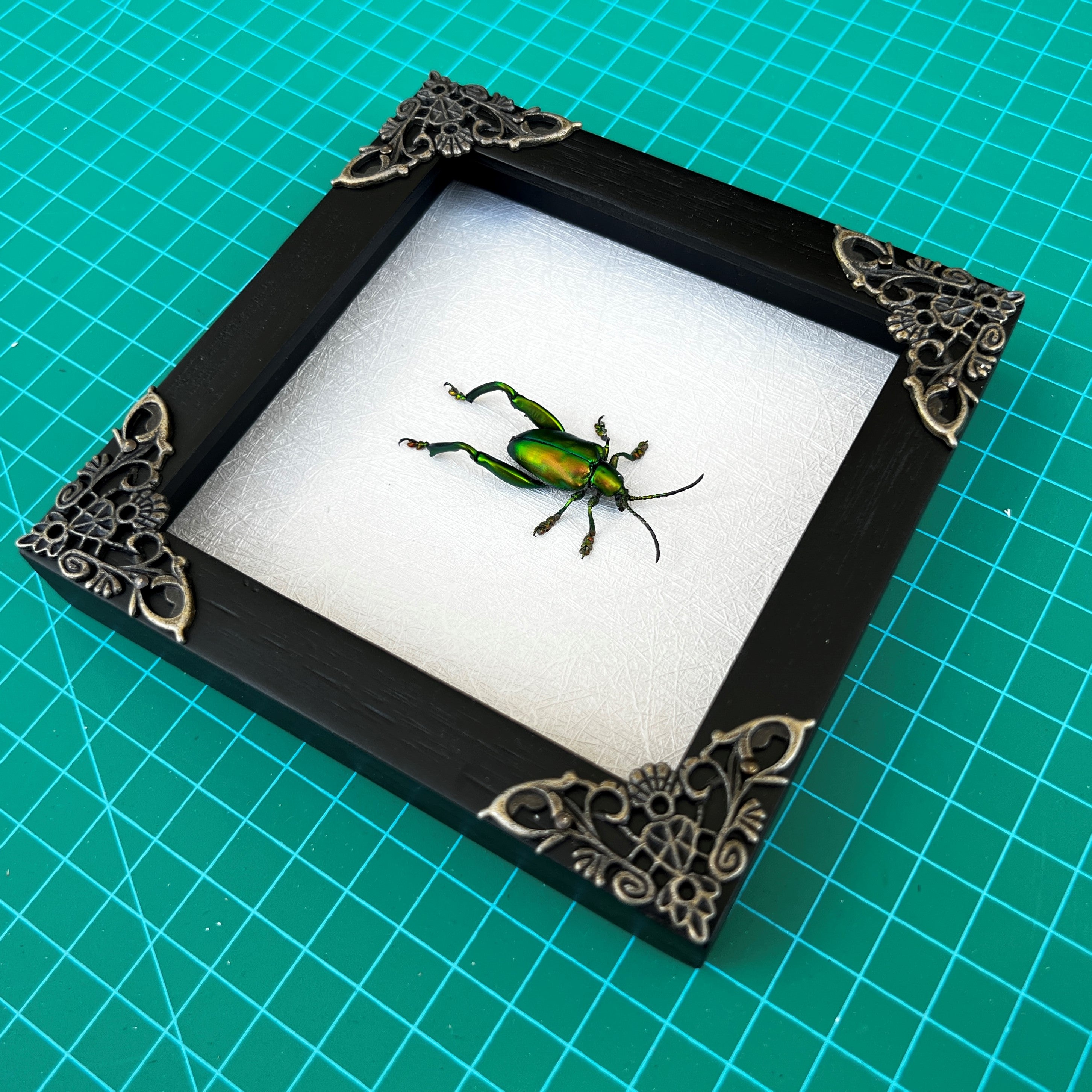 Real Framed Green Beetle White Wooden Specimen Oddities Taxidermy K12-53-TR