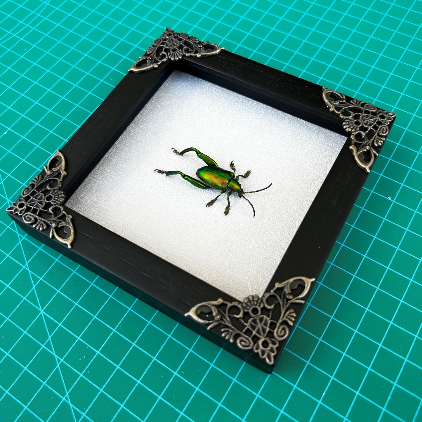 Real Framed Green Beetle White Wooden Specimen Oddities K12-53-TR