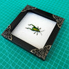 Real Framed Green Beetle White Wooden Specimen Oddities Taxidermy K12-53-TR