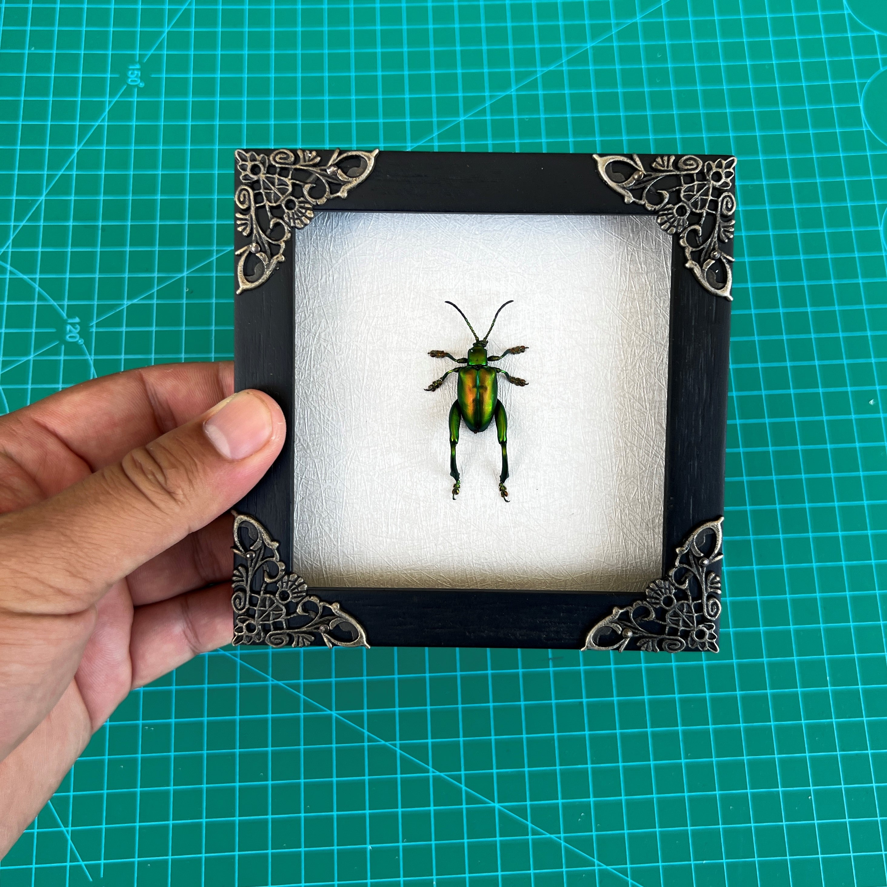 Real Framed Green Beetle White Wooden Specimen Oddities Taxidermy K12-53-TR