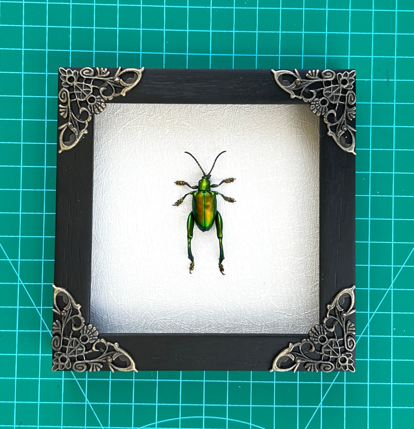 Real Framed Green Beetle White Wooden Specimen Oddities K12-53-TR
