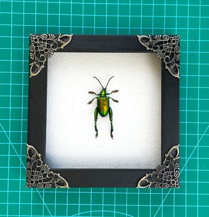 Real Framed Green Beetle White Wooden Specimen Oddities K12-53-TR