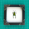 Real Framed Green Beetle White Wooden Specimen Oddities Taxidermy K12-53-TR