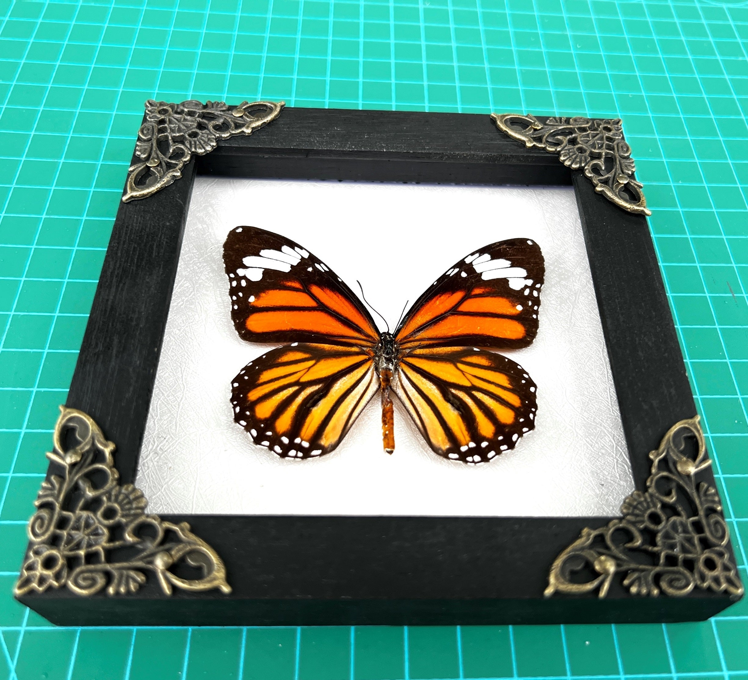 Real Framed Danaus Genutia Butterfly Insect Shadow Box K12-13-TR