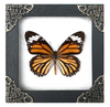 Real Framed Danaus Genutia Butterfly Insect Shadow Box K12-13-TR