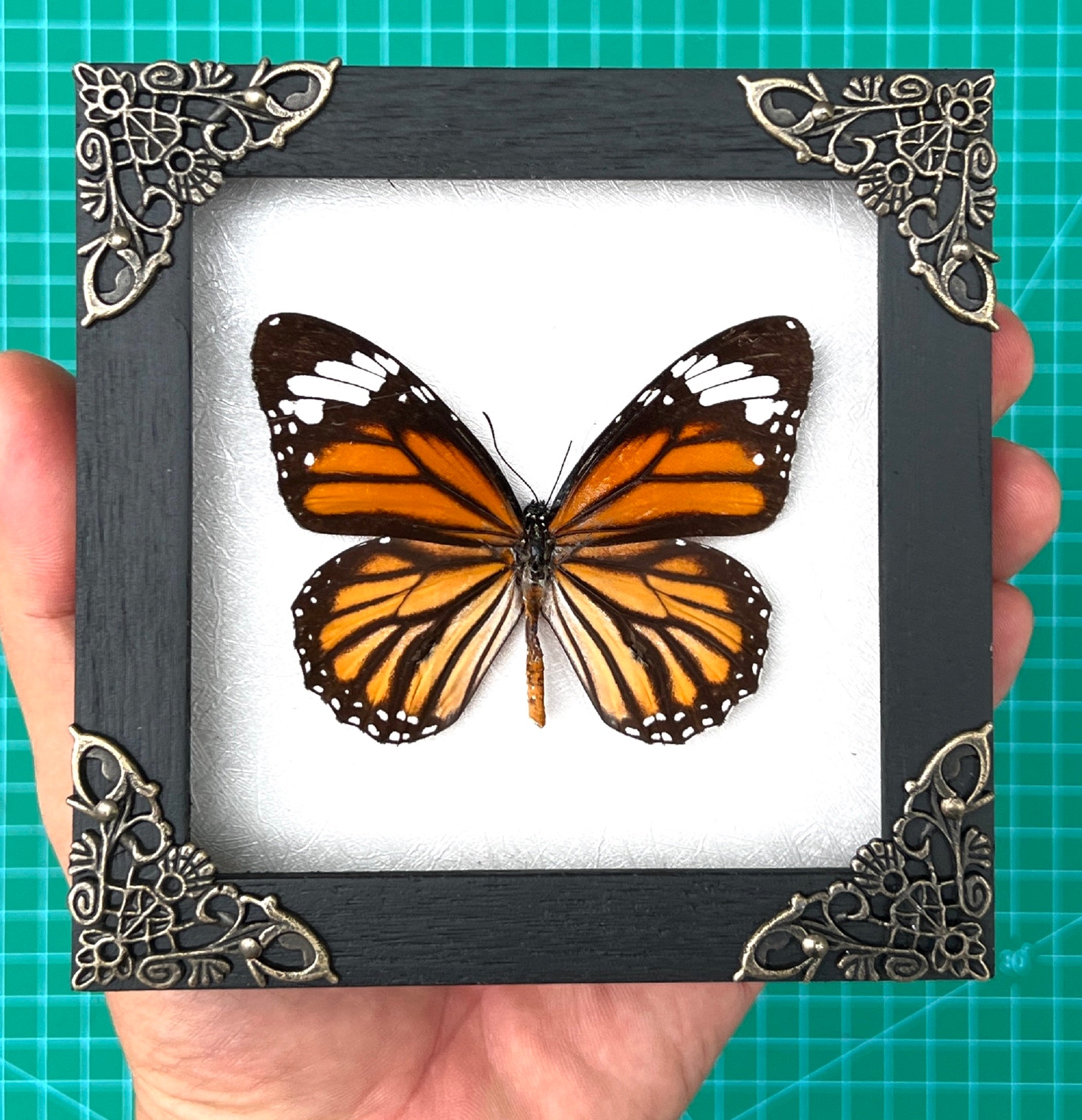 Real Framed Danaus Genutia Butterfly Insect Shadow Box K12-13-TR