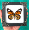 Real Framed Danaus Genutia Butterfly Insect Shadow Box K12-13-TR