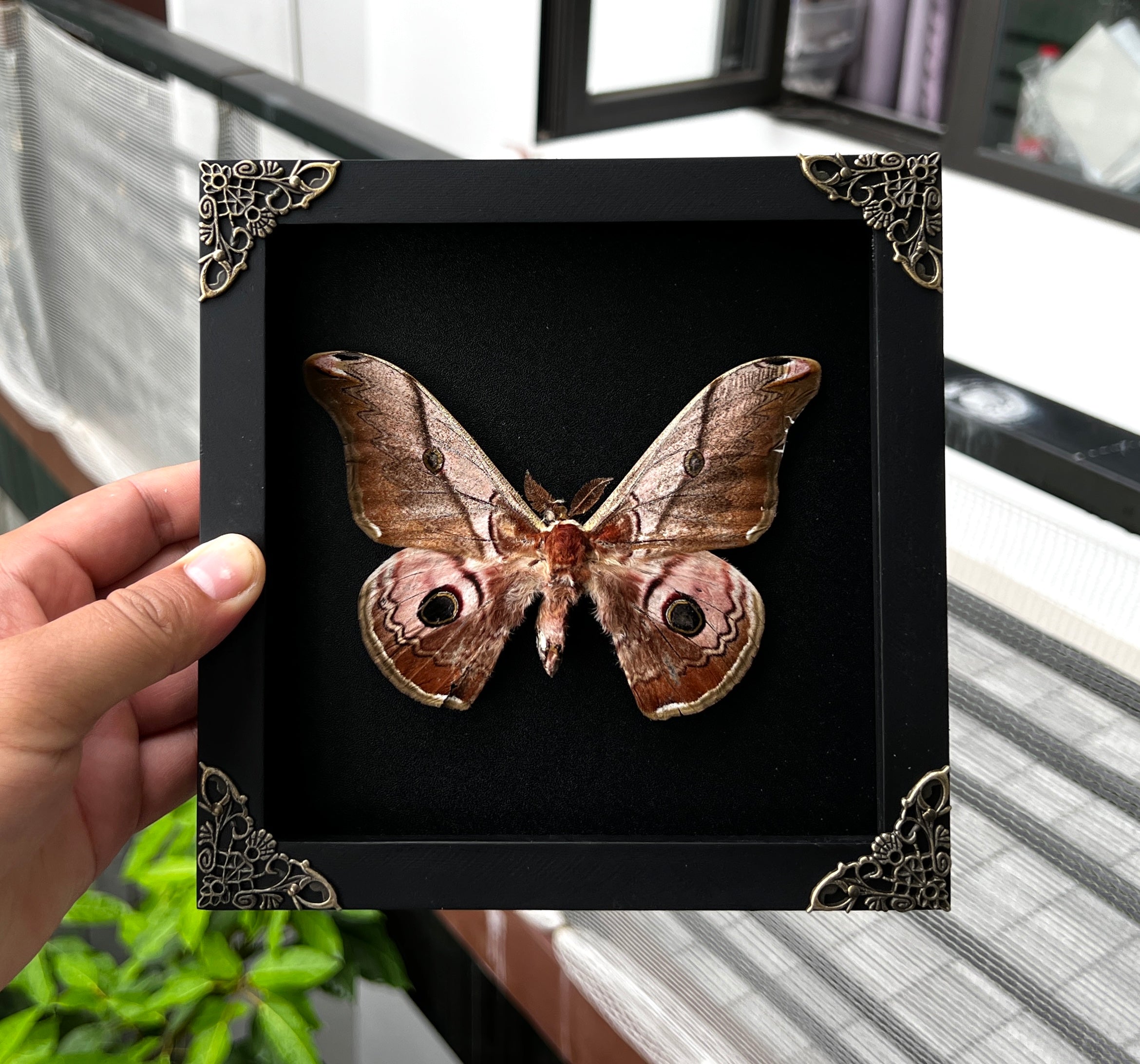 Vinatimes Real Framed Saturnia Pyra Moth Black Handmade Shadow Box K18-27-DE