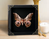 Vinatimes Real Framed Saturnia Pyra Moth Black Handmade Shadow Box K18-27-DE