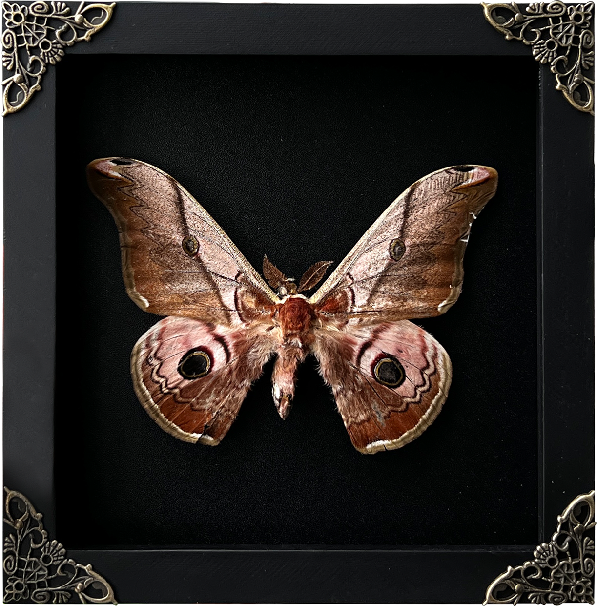 Vinatimes Real Framed Saturnia Pyra Moth Black Handmade Shadow Box K18-27-DE