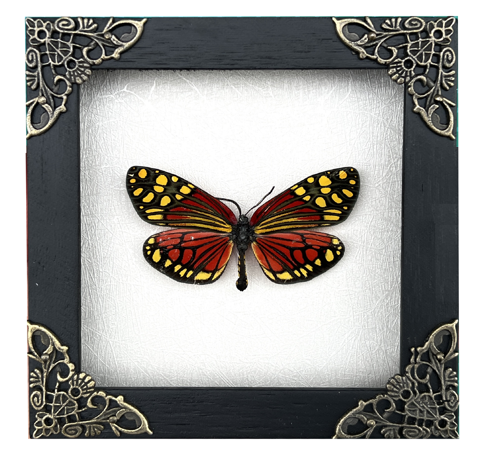 Real Framed Butterfly Insect Shadow Box - Campylotes Histrionicus K12-12-TR