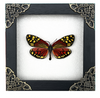 Real Framed Butterfly Insect Shadow Box - Campylotes Histrionicus K12-12-TR