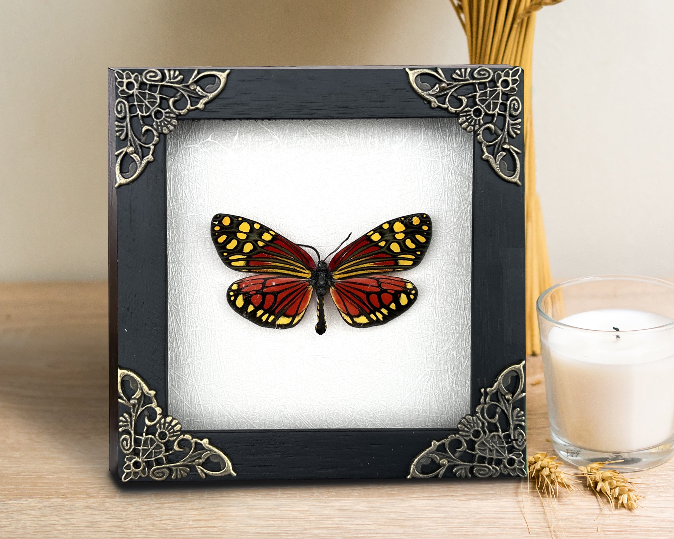 Real Framed Butterfly Insect Shadow Box - Campylotes Histrionicus K12-12-TR