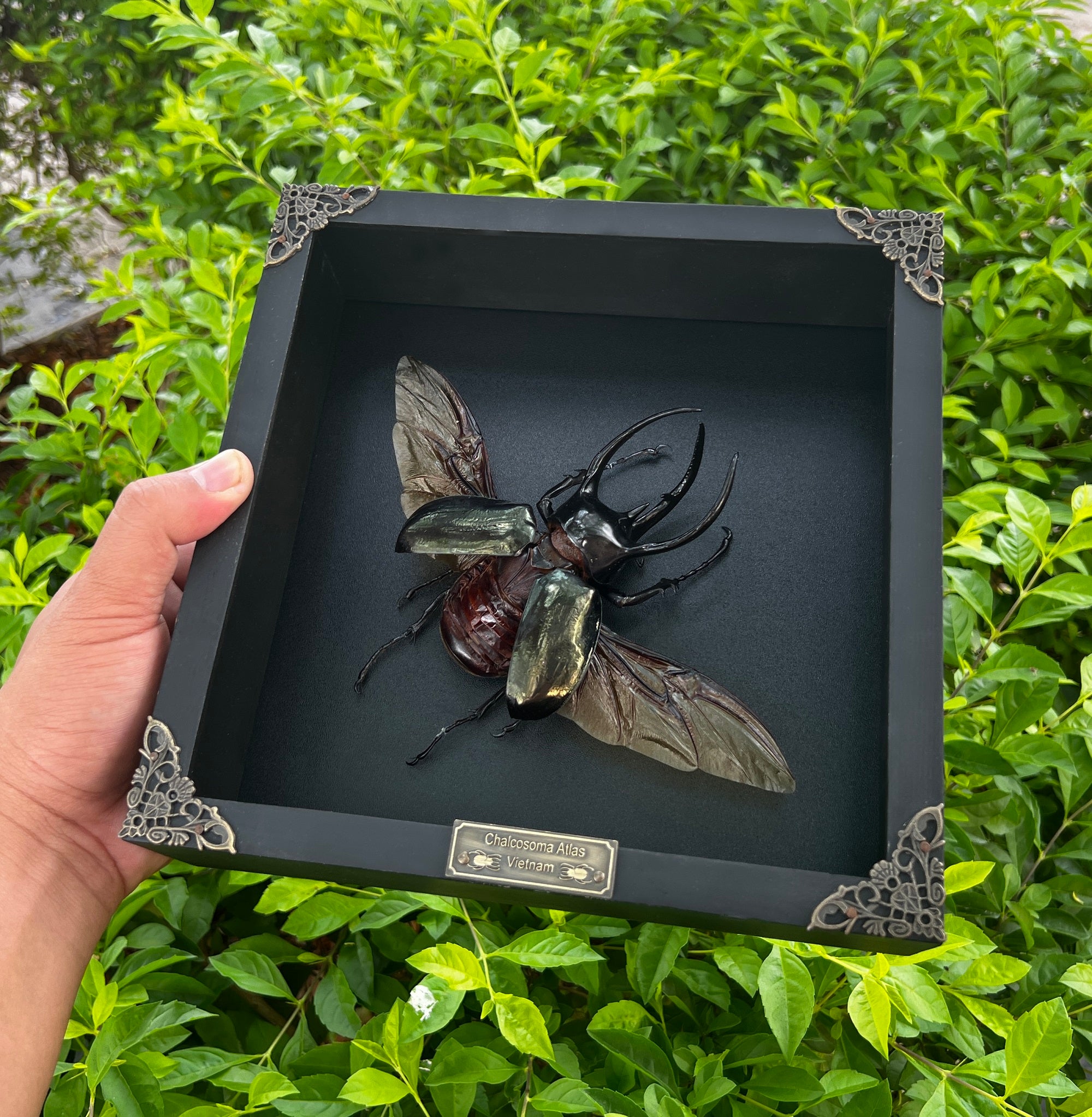 Real Framed Giant Atlas Beetle Black Shadow Box Specimen Oddities Taxidermy Tabletop Home Decor K22-67-DE