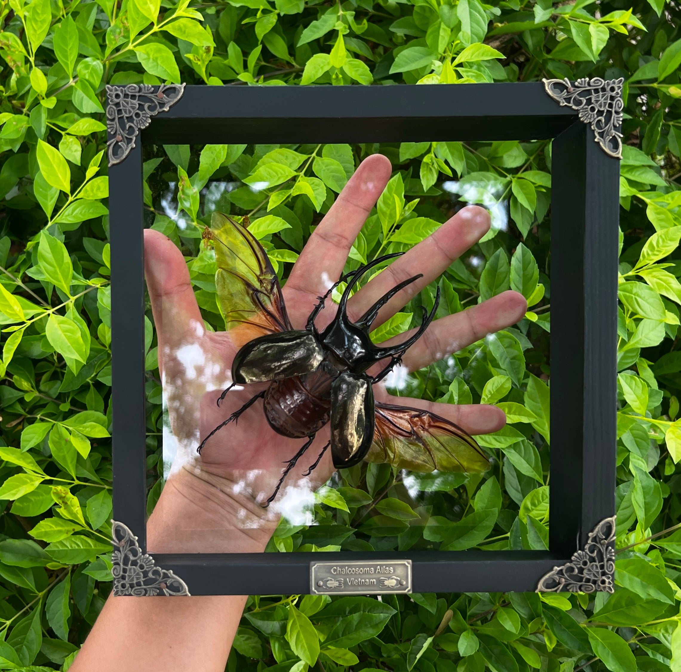 Real Framed Giant Atlas Beetle Glass Shadow Box Specimen Oddities Taxidermy Tabletop Home Decor K22-67-KINH