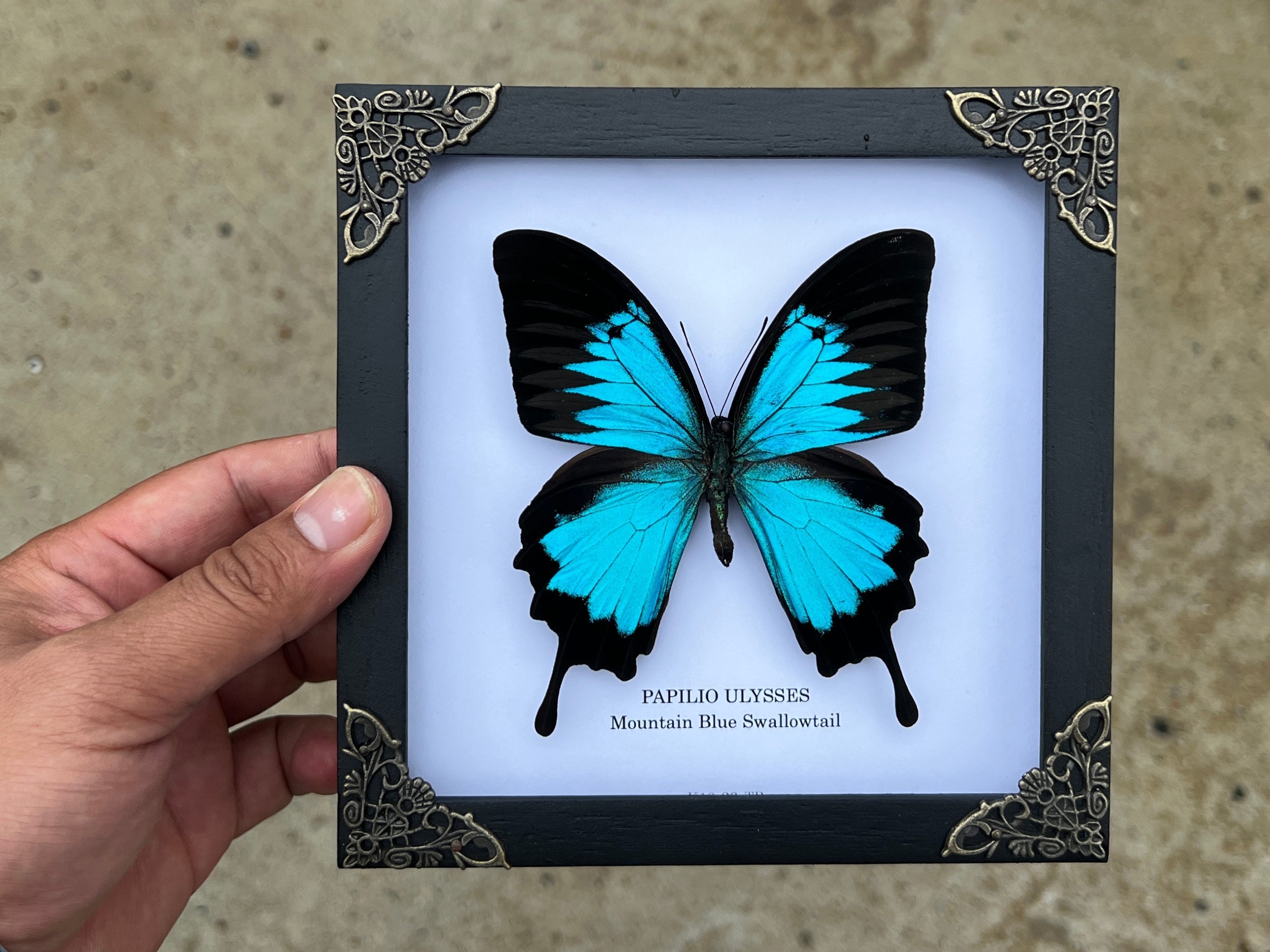 15 Pcs Real Taxidermy Butterfly - Butterfly Specimen Artwork