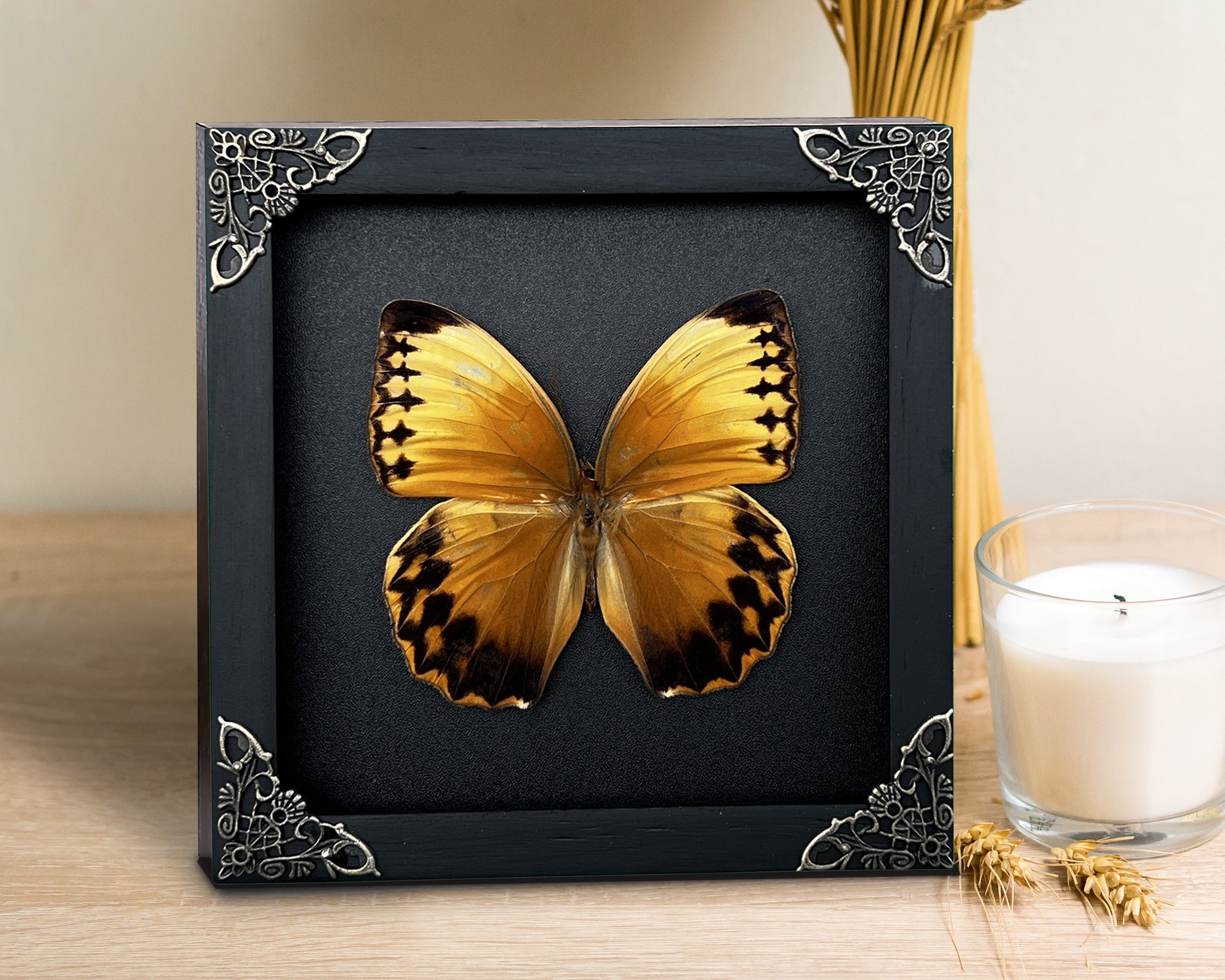 Real Butterfly Stichopthalma Wooden Frame Dried Insect Specimens Taxidermy K16-02-DE