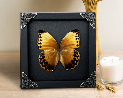 Real Butterfly Stichopthalma Wooden Frame Dried Insect Specimens K16-02-DE