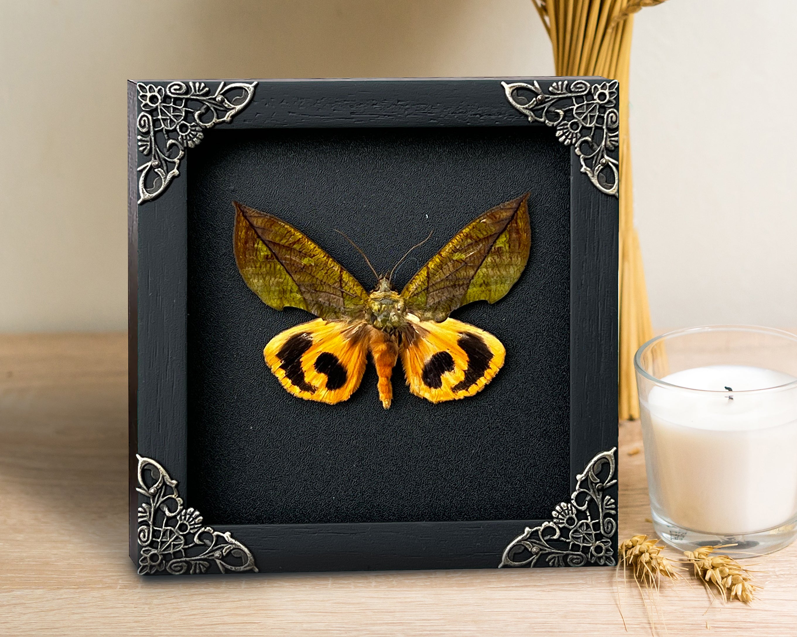 Real Butterfly Eudocima Wooden Frame Dried Insect Specimens Taxidermy K14-05-DE