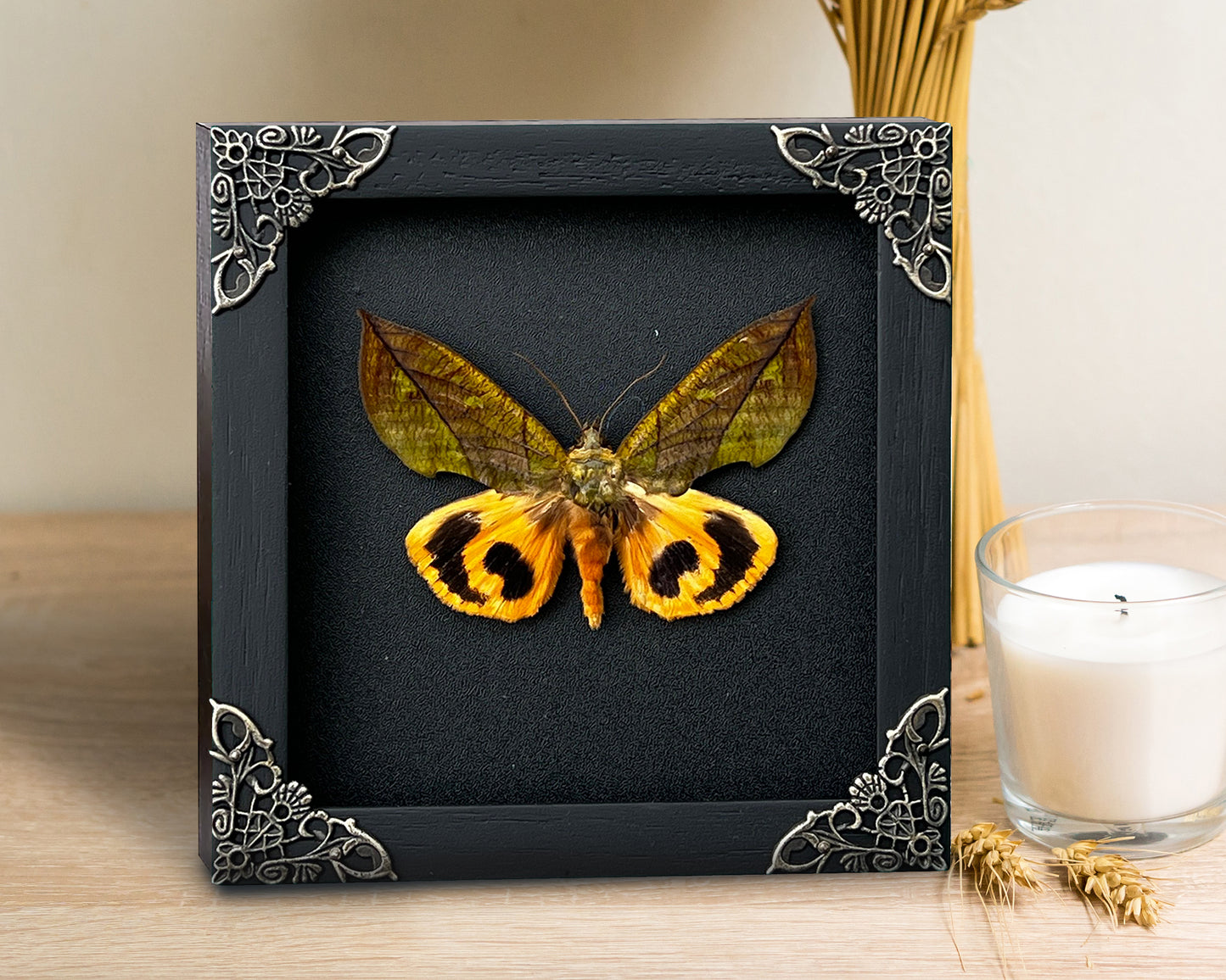 Real Butterfly Eudocima Wooden Frame Dried Insect Specimens K14-05-DE