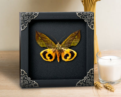 Real Butterfly Eudocima Wooden Frame Dried Insect Specimens K14-05-DE
